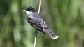 Eastern Kingbird High Island_2010_04_24_3940